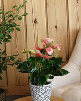 Anthurium plant with pink flowers